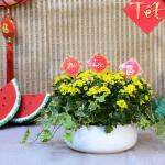 Chậu Hoa Cúc Tết Đong Đầy 078