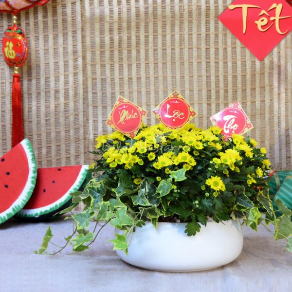 Chậu Hoa Cúc Tết Đong Đầy 078