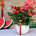 Hồng Môn Đón Lộc Đầu Xuân