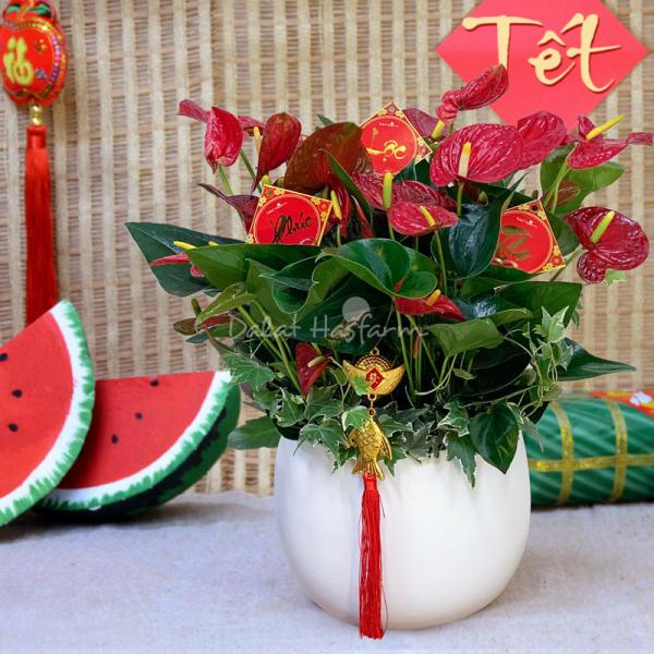 Hồng Môn Đón Lộc Đầu Xuân