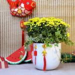 Chậu Hoa Cúc Tết Đong Đầy 075