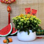 Chậu Hoa Thiết Kế Trường Thọ 069