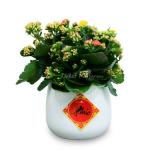 Chậu Hoa Thiết Kế Trường Thọ 081