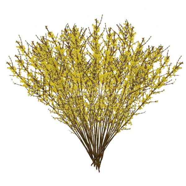 Mai Mỹ 50 cành - 110cm