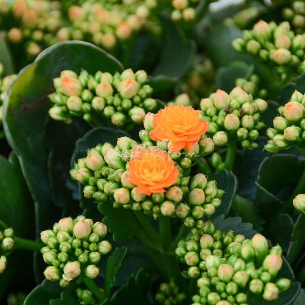 Giỏ Hoa Thiết Kế Trường Thọ 085