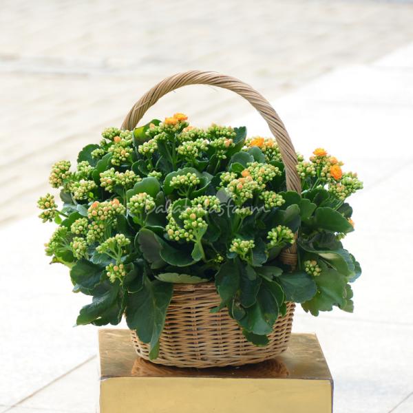 Giỏ Hoa Thiết Kế Trường Thọ 085