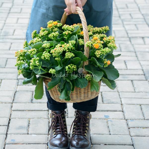 Giỏ Hoa Thiết Kế Trường Thọ 085