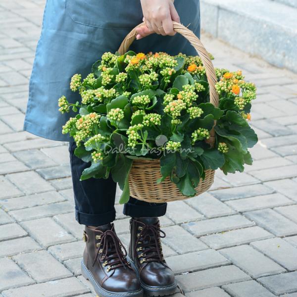 Giỏ Hoa Thiết Kế Trường Thọ 085