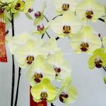 Lan Hồ Điệp Vạn Hạnh 043