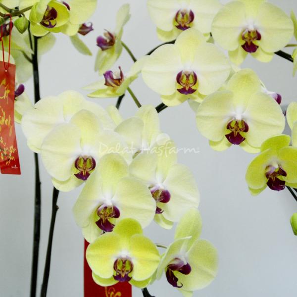 Lan Hồ Điệp Vạn Hạnh 043