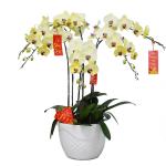 Lan Hồ Điệp Vạn Hạnh 043