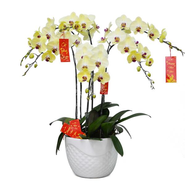 Lan Hồ Điệp Vạn Hạnh 043