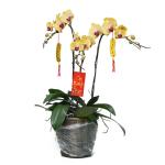 Lan Hồ Điệp Thành Ý 042