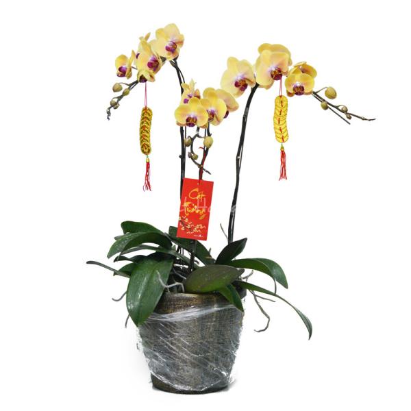 Lan Hồ Điệp Thành Ý 042