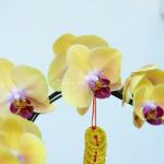 Lan Hồ Điệp Thành Ý 042