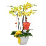 Lan Hồ Điệp Thành Ý 041