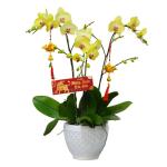 Lan Hồ Điệp Thành Ý 045