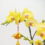 Lan Hồ Điệp Thành Ý 045