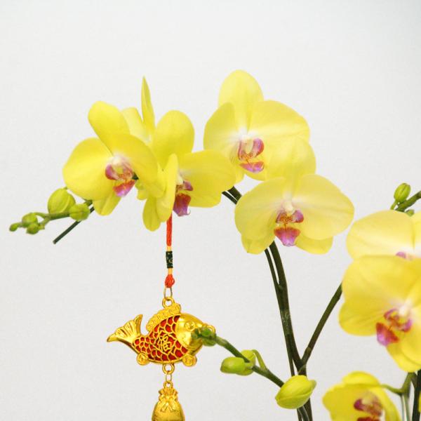 Lan Hồ Điệp Thành Ý 045