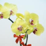 Lan Hồ Điệp Thành Ý 040