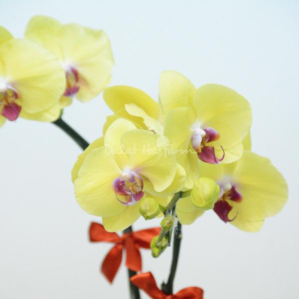 Lan Hồ Điệp Thành Ý 040