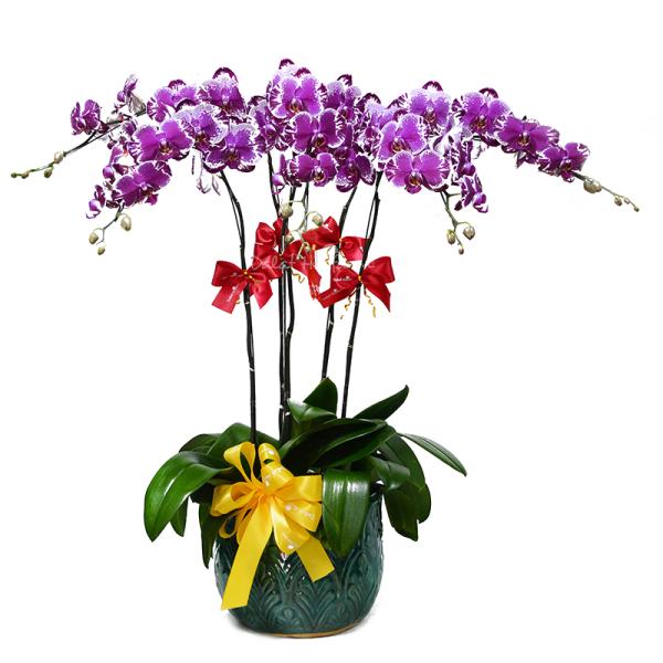 Lan Hồ Điệp Viên Mãn 046