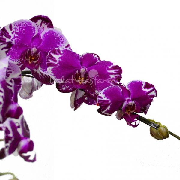 Lan Hồ Điệp Viên Mãn 046