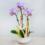 Lan Hồ Điệp Hồng Phát 048