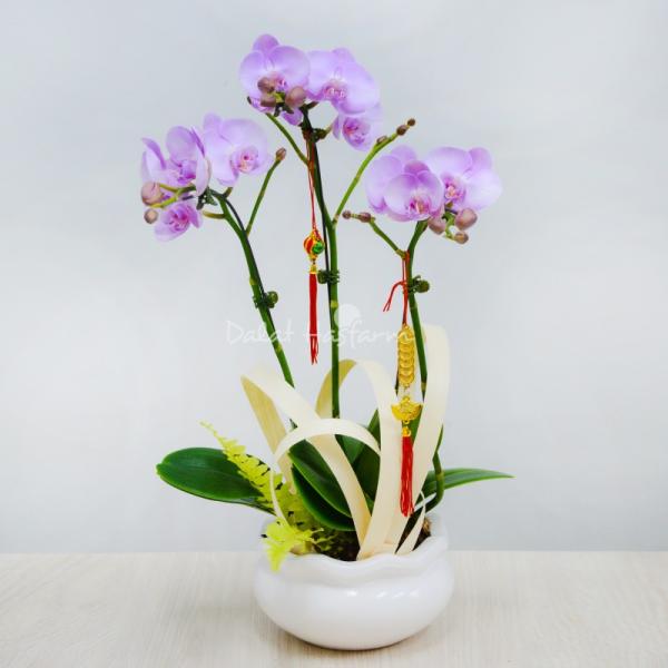 Lan Hồ Điệp Hồng Phát 048