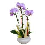 Lan Hồ Điệp Hồng Phát 048