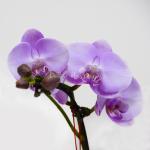 Lan Hồ Điệp Hồng Phát 048