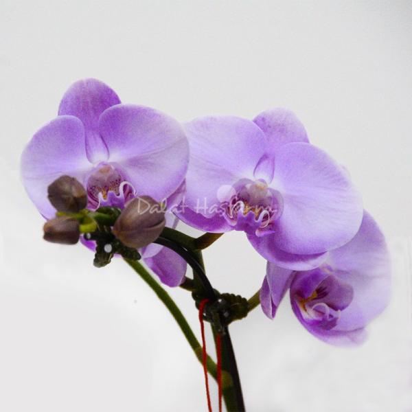 Lan Hồ Điệp Hồng Phát 048