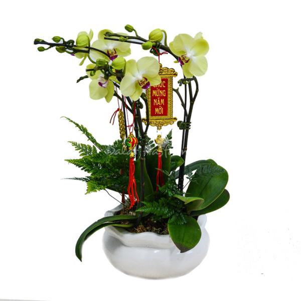 Lan Hồ Điệp Vạn Hạnh 047