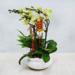 Lan Hồ Điệp Vạn Hạnh 047