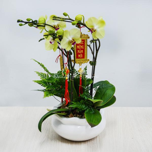 Lan Hồ Điệp Vạn Hạnh 047