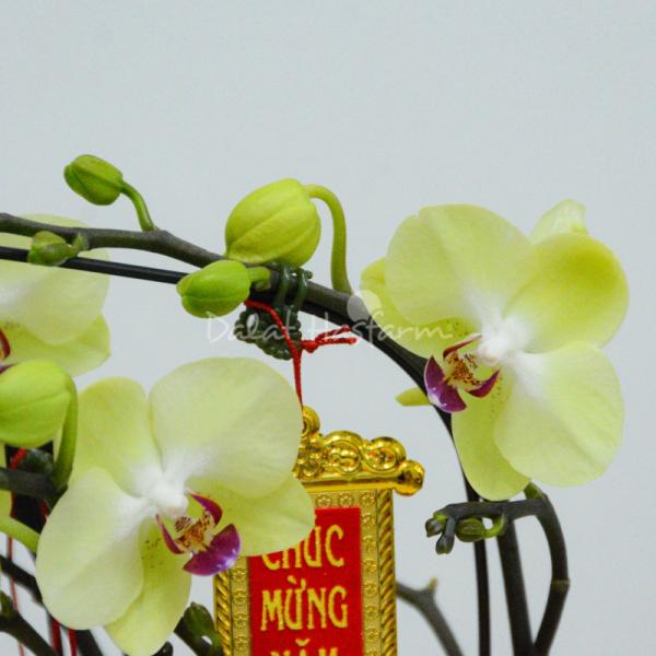 Lan Hồ Điệp Vạn Hạnh 047