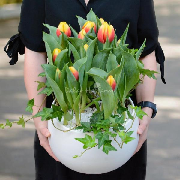 Chậu Hoa Thiết Kế Sắc Xuân 077