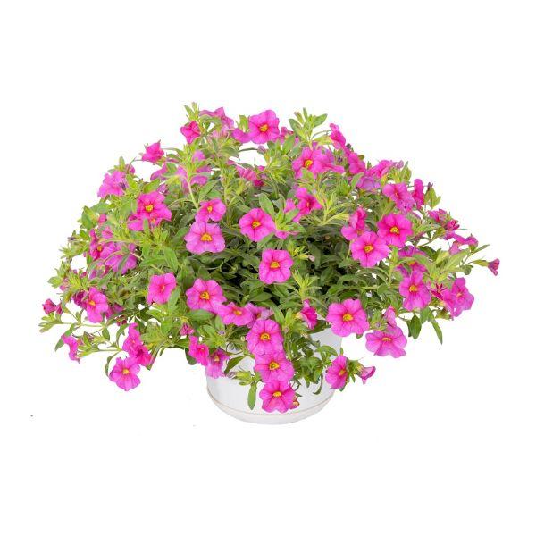 Calibrachoa pink - Ngàn chuông hồng