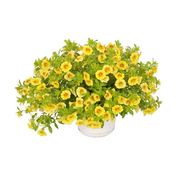 Calibrachoa yellow - Ngàn chuông vàng