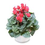 Chậu Sứ Hoa Anh Thảo 076