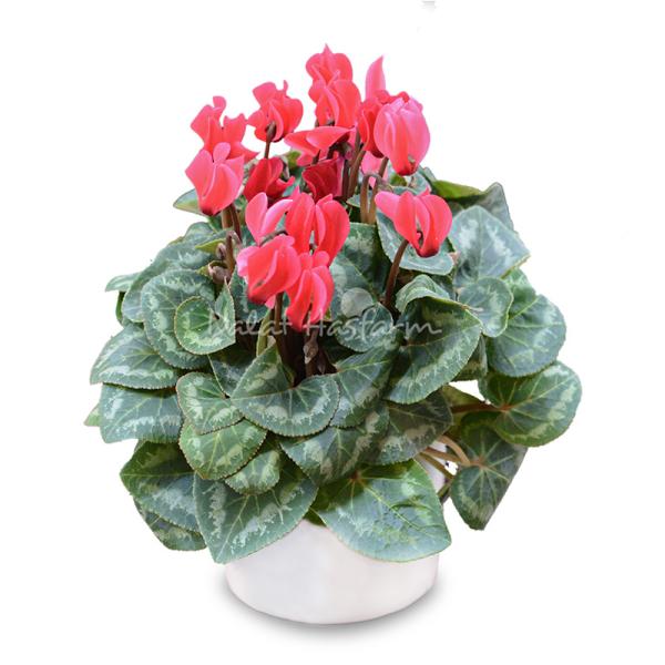 Chậu Sứ Hoa Anh Thảo 076