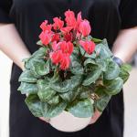 Chậu Sứ Hoa Anh Thảo 076