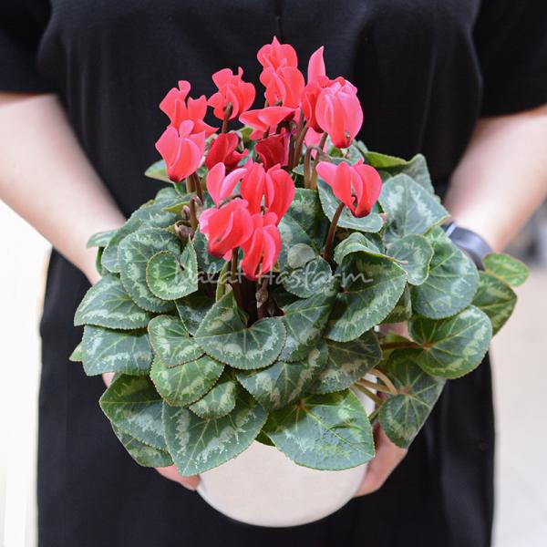 Chậu Sứ Hoa Anh Thảo 076