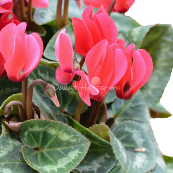 Chậu Sứ Hoa Anh Thảo 076