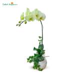 Lan Hồ Điệp Vạn Hạnh 025