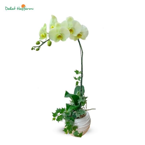 Lan Hồ Điệp Vạn Hạnh 025