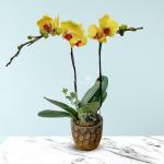 Lan Hồ Điệp Thành Ý 024