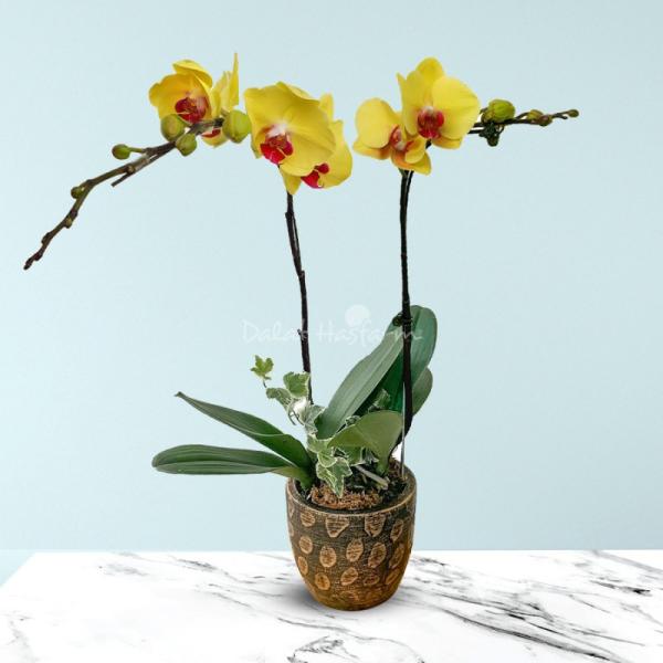 Lan Hồ Điệp Thành Ý 024