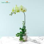 Lan Hồ Điệp Vạn Hạnh 025