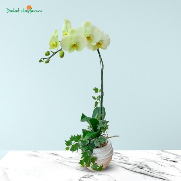 Lan Hồ Điệp Vạn Hạnh 025